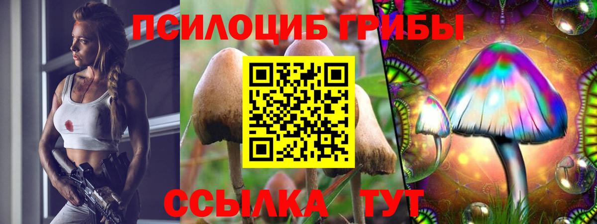 Псилоцибиновые грибы Psilocybine cubensis Чита
